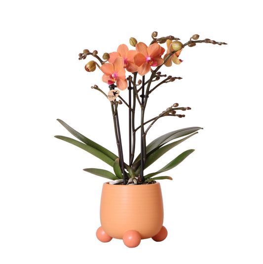 Oranje Phalaenopsis orchidee - Mineral Bolzano + Rolling peach - potmaat Ø9cm | bloeiende kamerplant - vers van de kweker