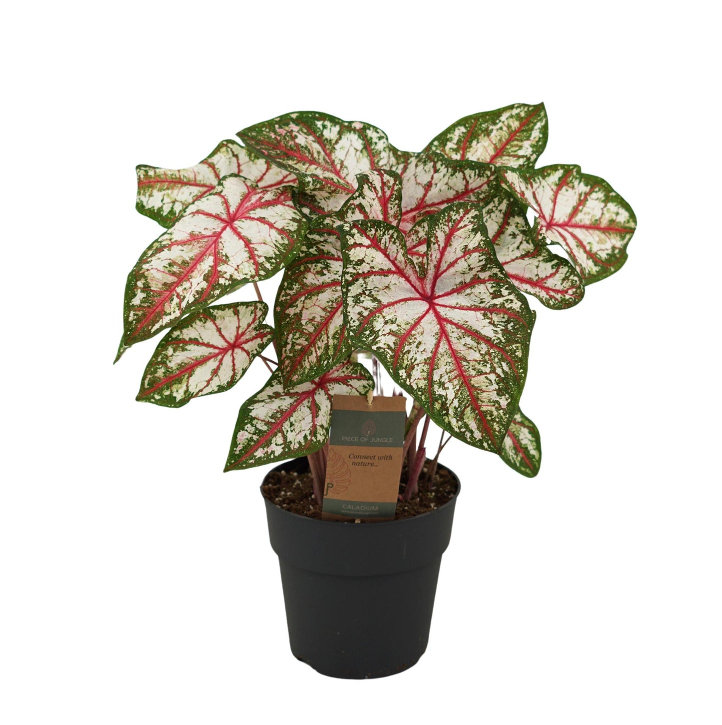 Caladium Tapestry - Height 65 cm -  Pot size 21cm