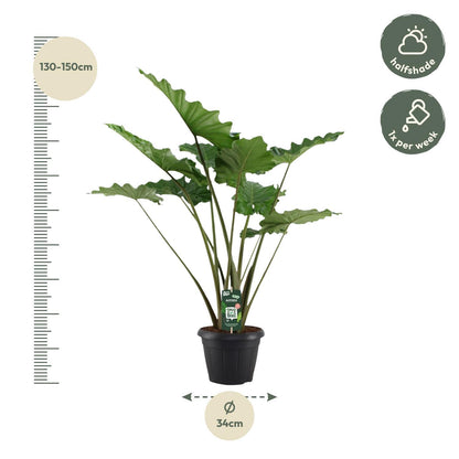 Alocasia Portodora - Height 140 cm - Pot size 34 cm