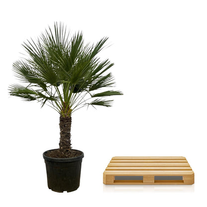 Chamaerops Humilis on a stem - 150 cm - 45 cm